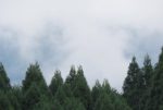 霧のかかった森林の無料写真
