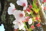 桜の花の無料写真