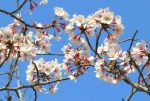 桜の花の無料写真002