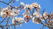 桜の花の無料写真002