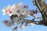 桜の花と桜の木の無料写真