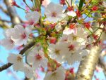 鮮やかな桜の花の無料写真