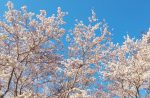 満開の桜と青い空の無料写真