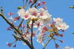 桜の花と桜の枝の無料写真