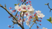 桜の花と桜の枝の無料写真