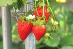イチゴの実とイチゴの花の無料写真