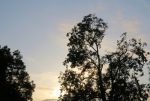 木と夕暮れの空の無料写真