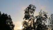 木と夕暮れの空の無料写真