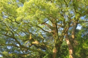 コケの生えた木の無料写真
