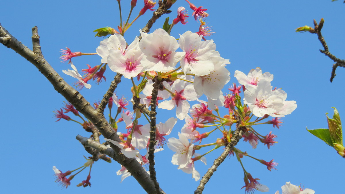 桜の花と桜の枝の無料写真 アーリーの素材屋さん